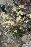 Saxifraga callosa var. lantoscana